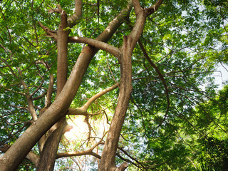 Trees and sunlight In the beautiful morning