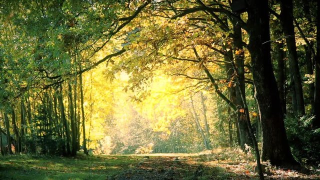 Leaf fall in the oak forest in autumn HD 1020x1080