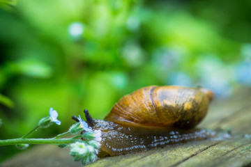 A snail in the garden in rainy day. Selective focus. Shallow depth of field.