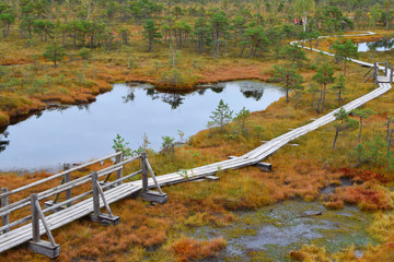 Wooden pathway through swamp wetlands with small pine trees, marsh plants and ponds. Hiking route for outdoors activities and healthy lifestyle. 