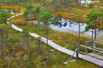 Wooden pathway through swamp wetlands with small pine trees, marsh plants and ponds. Hiking route for outdoors activities and healthy lifestyle. 