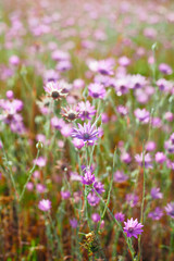 Field of wildflowers