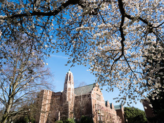 Cherry trees blossoming at university campus - Seattle, WA, USA