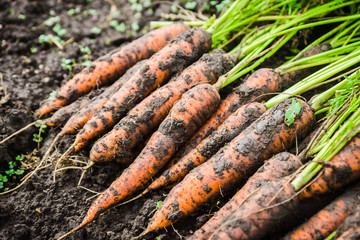 Harvesting carrots on the farm. Selective focus.