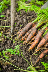 Harvesting carrots on the farm. Selective focus.
