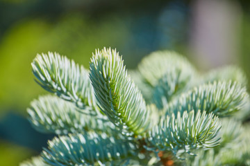 Naklejka na ściany i meble A branch of spruce on a green background. Background for christmas
