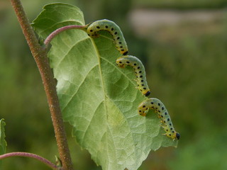 Caterpillars on a birch leaf