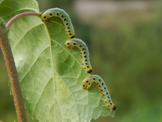 Caterpillars on a birch leaf