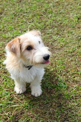 戯れるジャックラッセルテリア