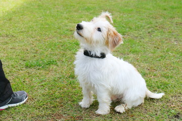 戯れるジャックラッセルテリア