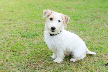 戯れるジャックラッセルテリア