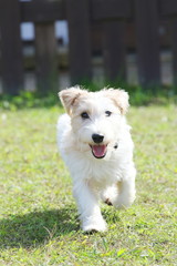 戯れるジャックラッセルテリア