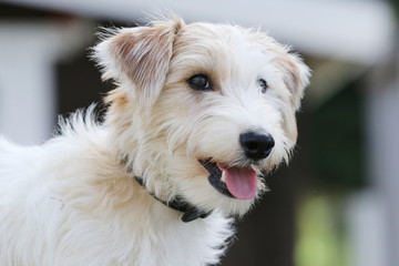 戯れるジャックラッセルテリア