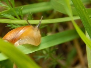 Snail in the grass