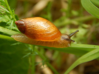 Snail in the grass