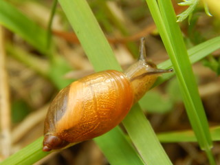 Snail in the grass