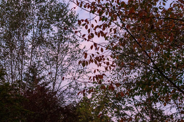 秋の「雲場池」 南北に細長い池。