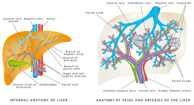 Liver Circulatory System. 