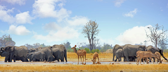 Many animals congregate at a waterhole in Hwange National Park, Zimbabwe, Southern Africa