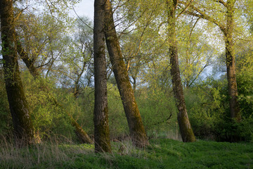 Obraz premium Frühlingswald