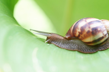 Snail on leaf
