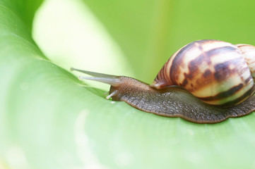 Snail on leaf