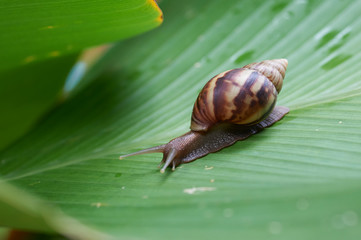 Snail on leaf