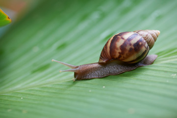 Snail on leaf