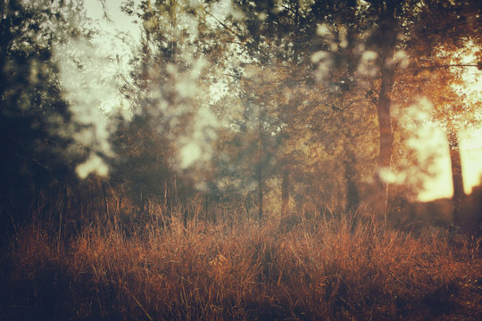 abstract autumnal dreamy image of forest at sunset light.