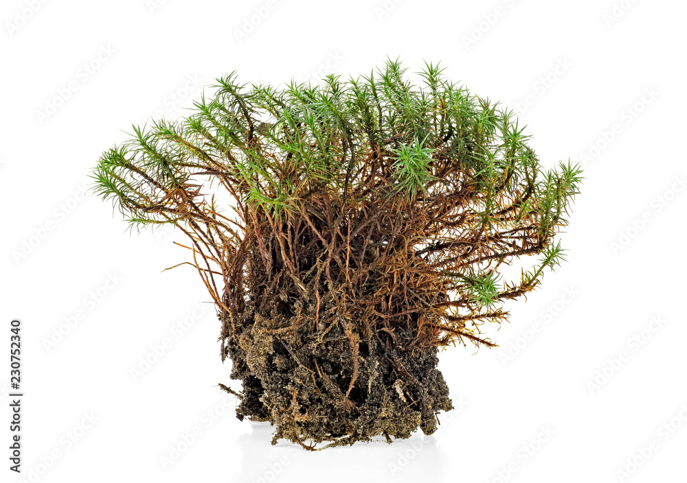 Wall mural closeup of green forest moss isolated on a white background