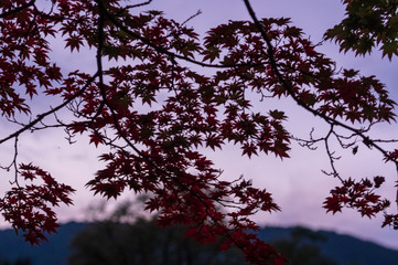 秋の「雲場池」 南北に細長い池。