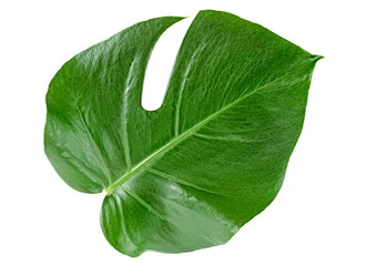 Leaf of Monstera plant on white background. Top view.