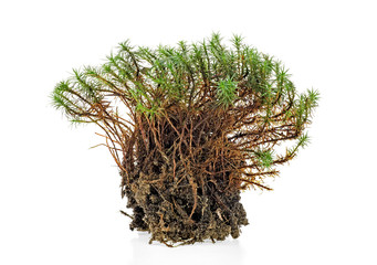 Closeup of green forest moss isolated on a white background