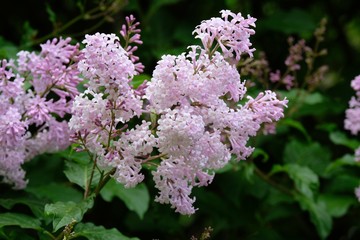 blooming lilac