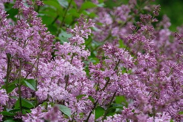 Obraz premium blooming lilac