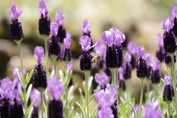 Spring Lavender in the Sun