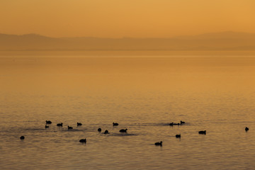 Beautiful view of a lake at sunset, with orange tones and birds on water