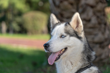 Siberian husky dog with blue eyes sits and looks, outdoors in nature on a sunny day, close up