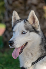 Siberian husky dog with blue eyes sits and looks, outdoors in nature on a sunny day, close up