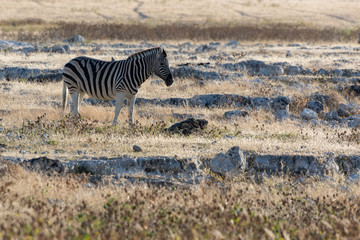 Fototapeta na wymiar One zebra walking through backlit yellow savannah grass in evening light, Etosha National Park, Namibia