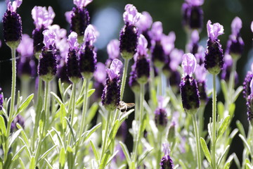 Spring Lavender in the Sun