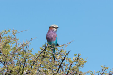 Beautiful lilac breasted roller sitting on green thorny tree, Namibia, Africa