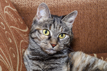 gray domestic cat posing