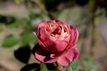 秋バラ・あおい