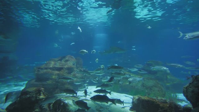Aquarium with fish and sharks.