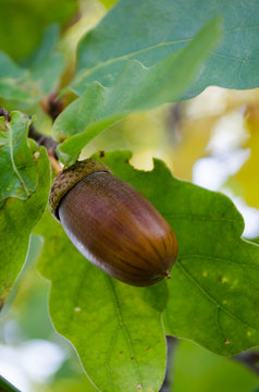 Acorn on a branch of oak close up
