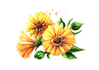 Calendula flower. Watercolor hand drawn illustration  isolated on white background - obrazy, fototapety, plakaty