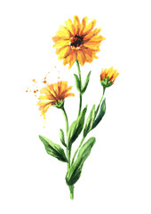 Calendula flower. Watercolor hand drawn illustration,  isolated on white background