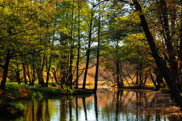 Creative background, nature, Autumn river forest. Golden autumn.