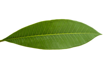 Fototapeta na wymiar frangipani leaf isolated